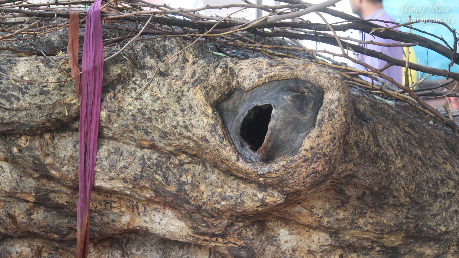 Close view of the branch of the Ancient divine tree on which Shri Krishna climbed and jumped into the Yamuna in Kaliya Deh or Kaliya Ghat, Vrindavan
