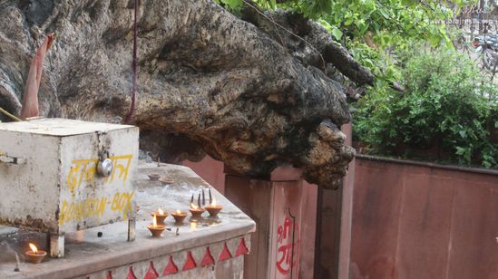 The branch of the Ancient divine tree in Kaliya Deh or Kaliya Ghat, Vrindavan
