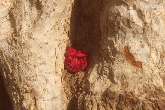 A rose on the branch of the Ancient divine tree in Kaliya Deh or Kaliya Ghat, Vrindavan