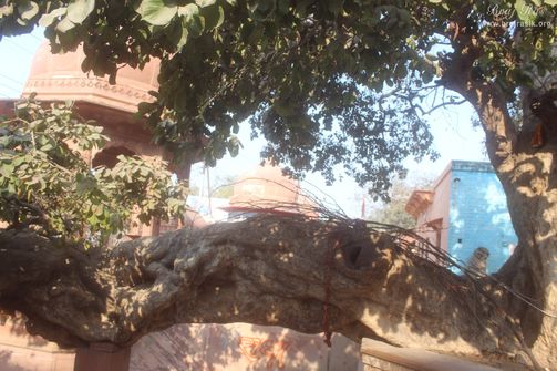A nice view of the branch of the Ancient divine tree in Kaliya Deh or Kaliya Ghat, Vrindavan