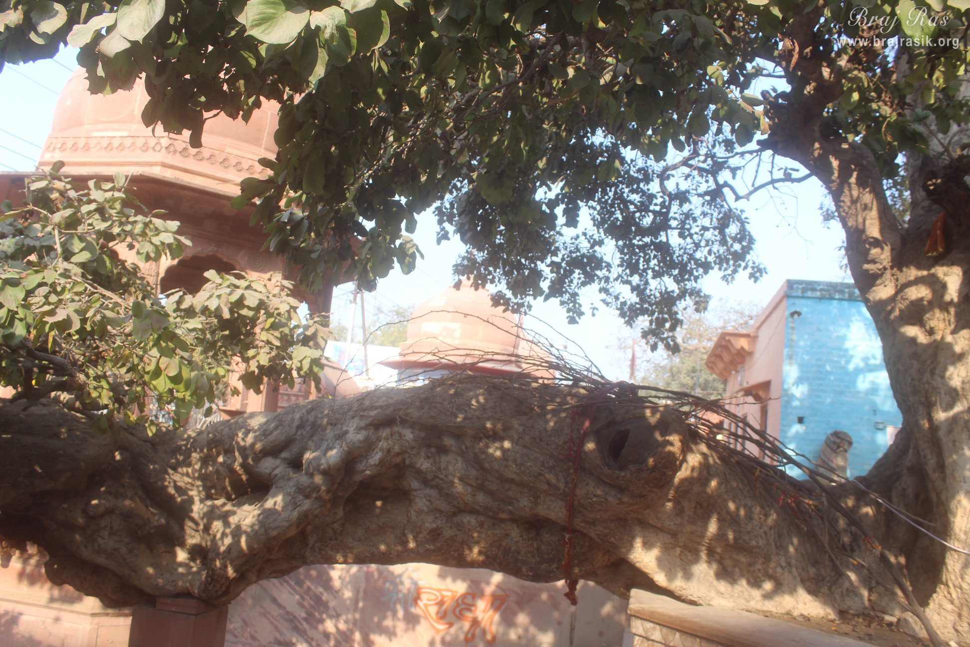 A nice view of the branch of the Ancient divine tree in Kaliya Deh or Kaliya Ghat, Vrindavan