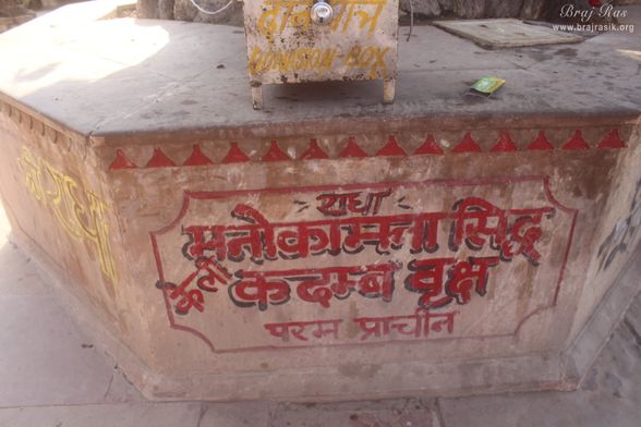Information about the Ancient divine tree is written on the platform saying "wish-fulfilling tree" in Kaliya Deh or Kaliya Ghat, Vrindavan