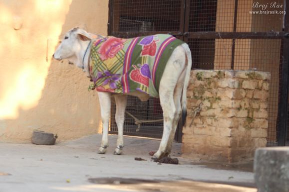 A cow near Kaliya Deh or Kaliya Ghat, Vrindavan