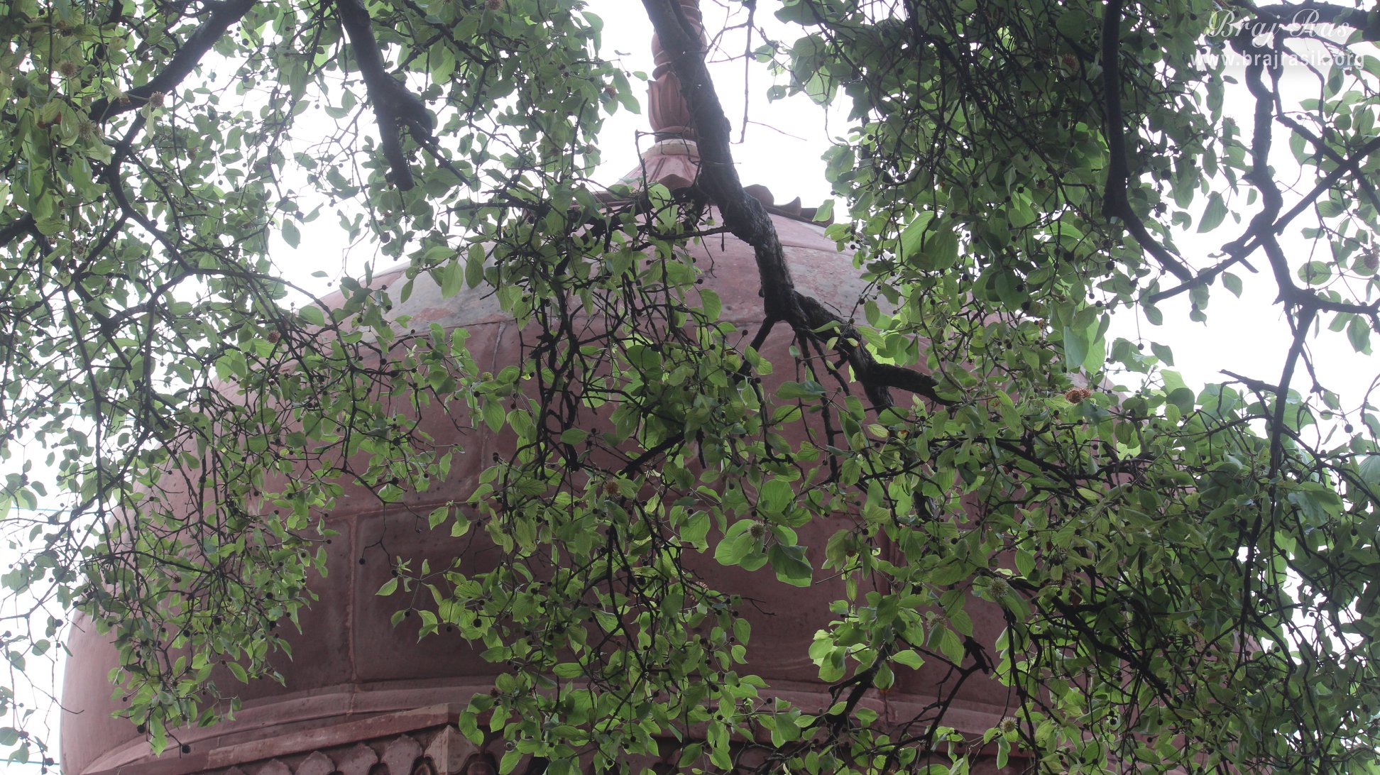 कालिय दह या कालिया घाट, वृंदावन में कुटी के गुंबद का दृश्य