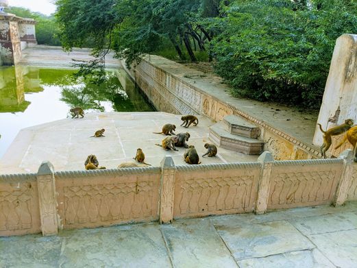 Monkeys at Kusum Sarovar