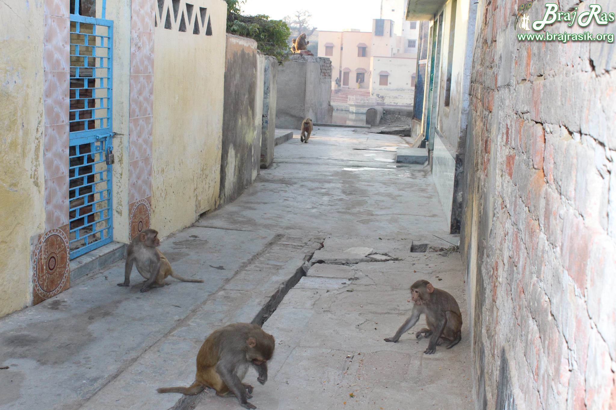 Monkeys around Shri Radha Kund