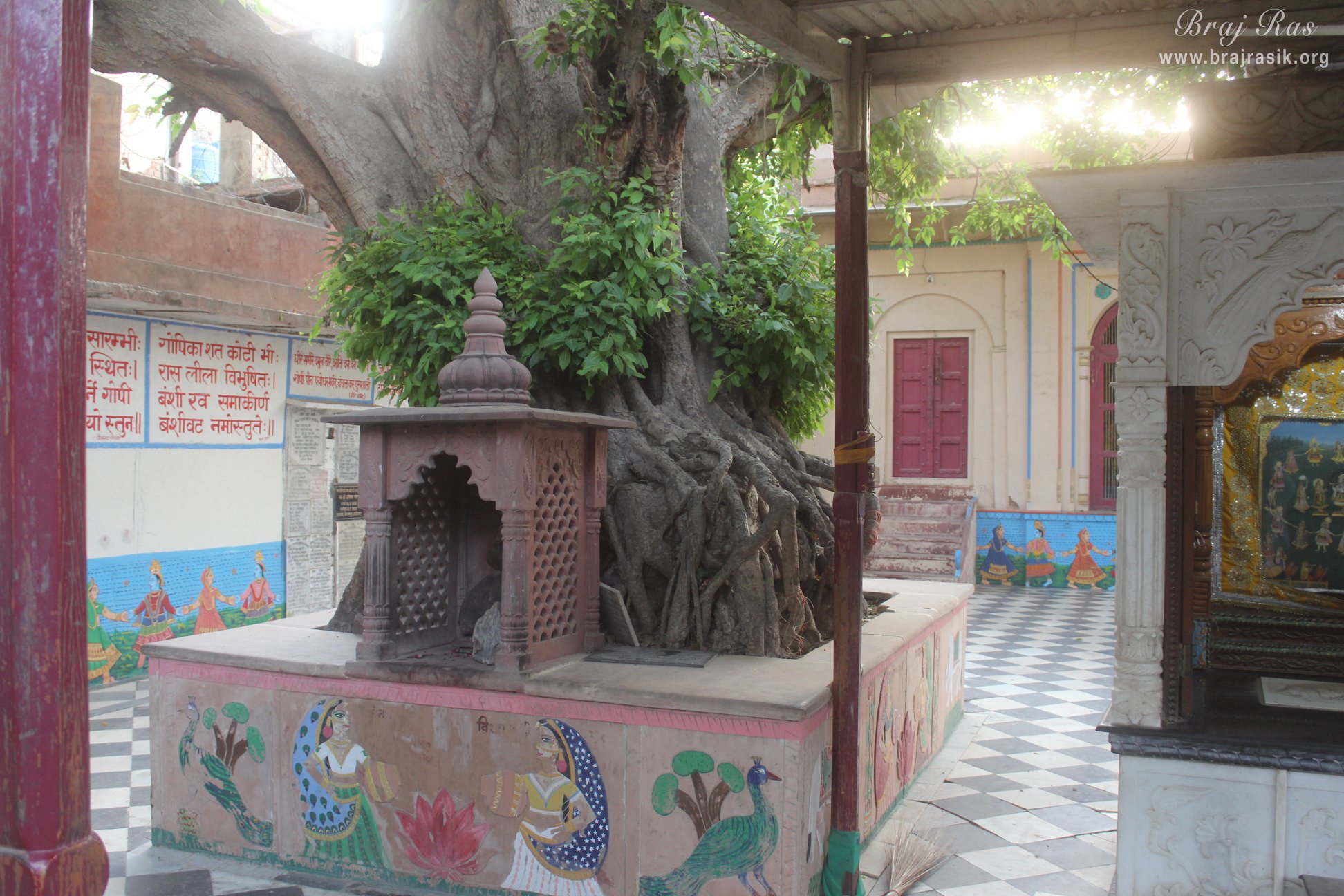 Close view of Banyan tree under which Shri Krishna plays his flute during Maharaas Leela at Vamshivata, Vrindavan