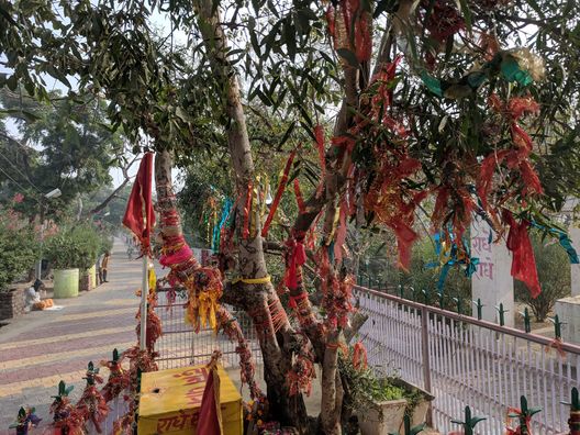 A tree on the way to Shri Radharani Temple, Barsana