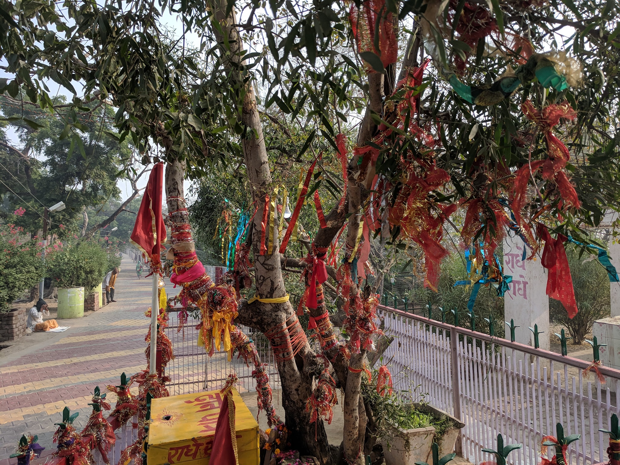 श्री राधारानी मंदिर, बरसाना के रास्ते में एक पेड़