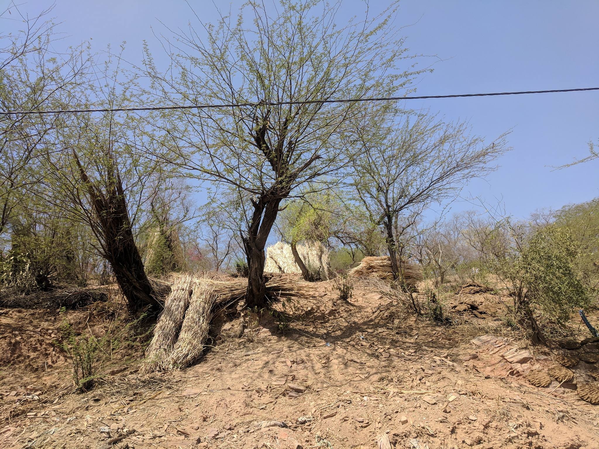 श्री राधा रानी मंदिर, बरसाना के दिव्य वृक्ष समूह 