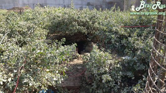 Beautiful forest groves at Kishor Van, Vrindavan