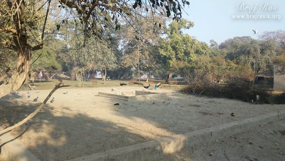 Peacocks wandering in Bel Van, Braj