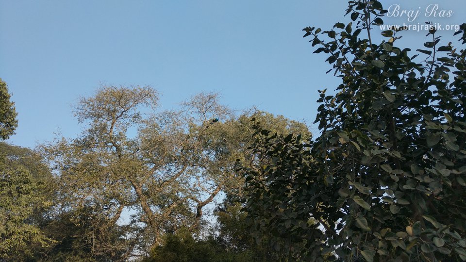 बेल वन, ब्रज में एक पेड़ की शाखा पर एक मोर का अच्छा दृश्य