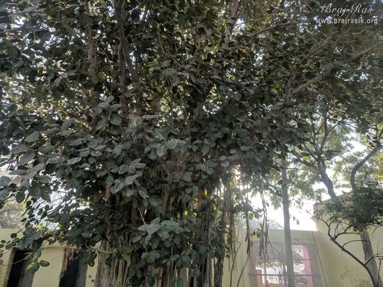 A close and nice view of the Ancient Banyan tree in Bel Van, Braj