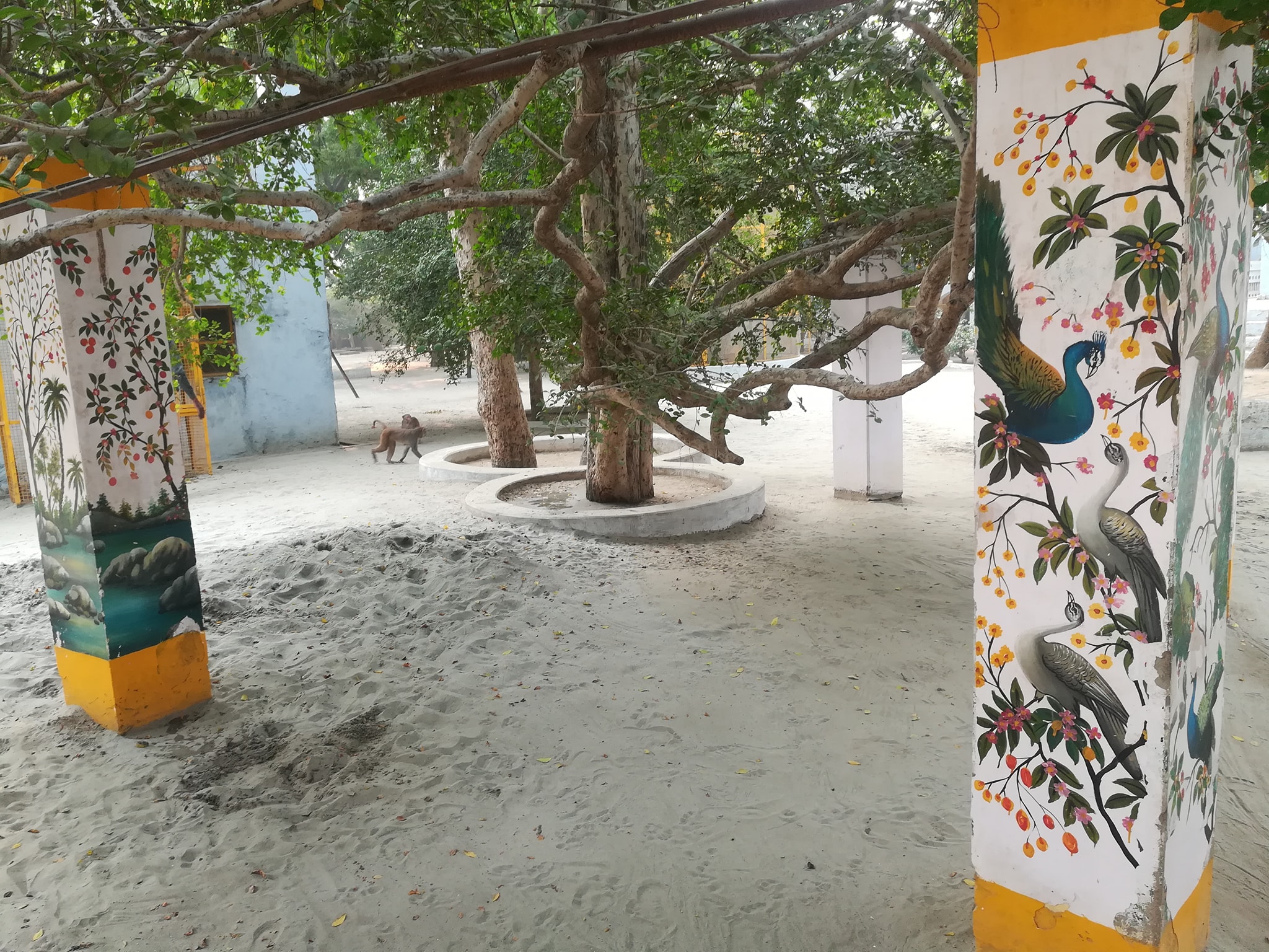 The divine trees and creepers at Tatiya Sthan, Vrindavan
