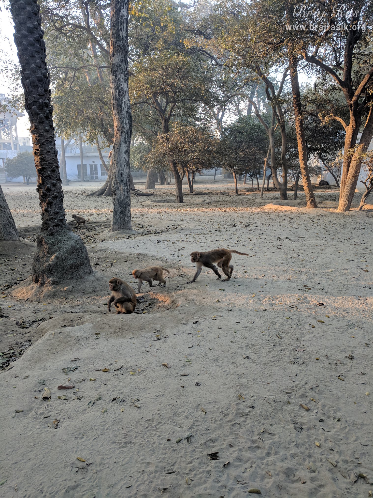 Monkeys are playing in the divine dust of Shri Vrindavan Dham at Tatiya Sthan, Vrindavan