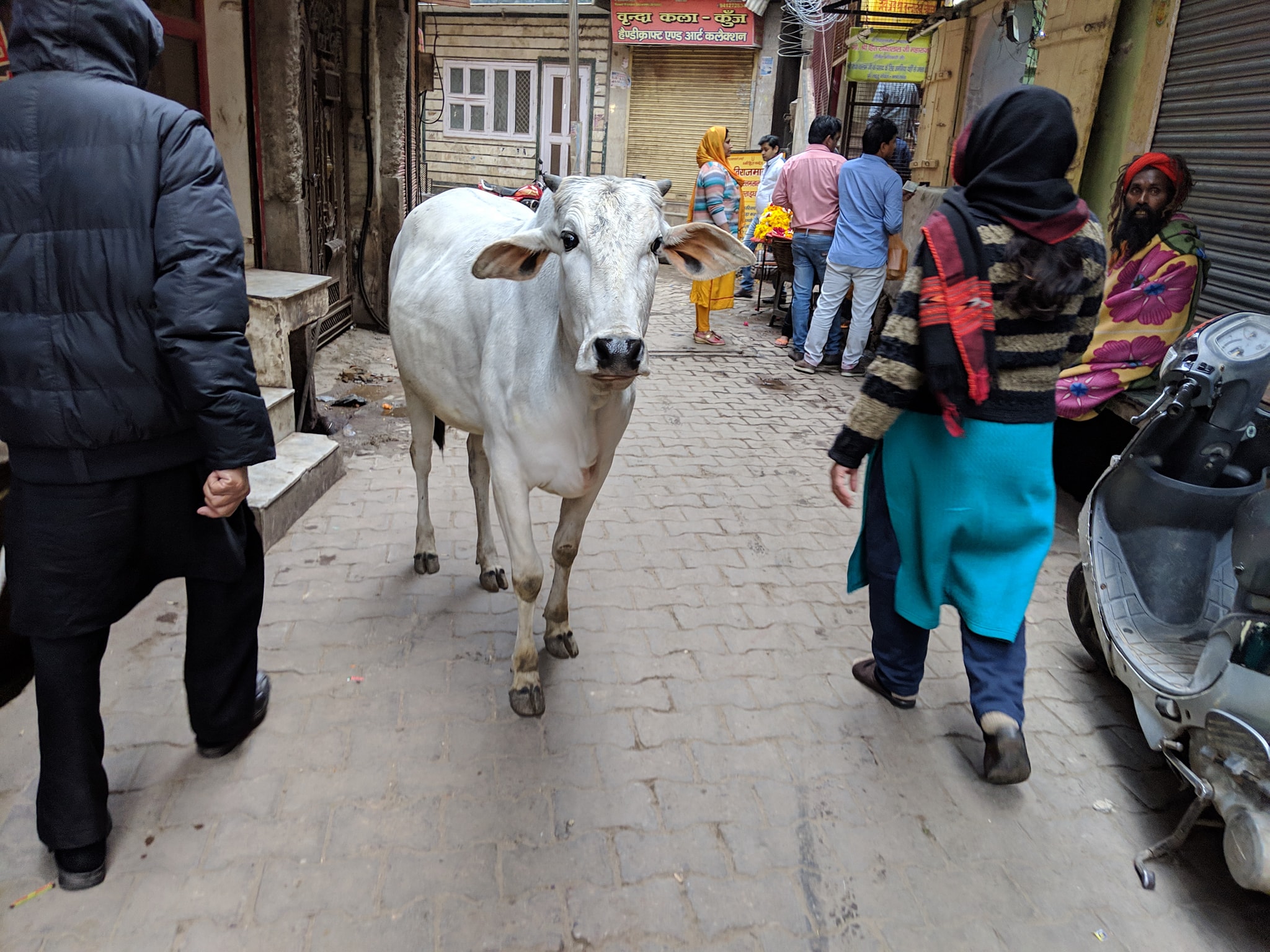 श्री बांके बिहारी मंदिर, वृंदावन में कुंज गली में एक गाय