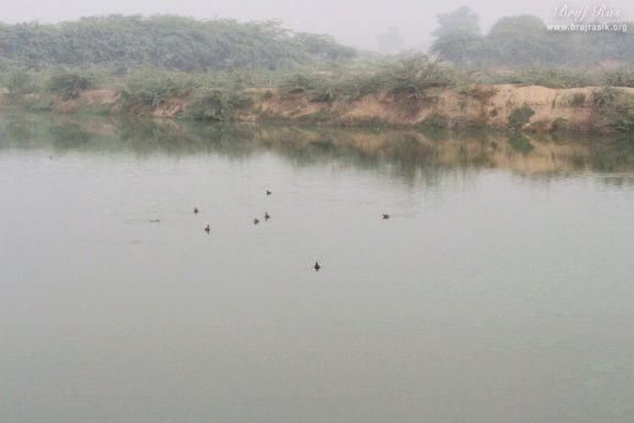A view of ducks swimming in Deha Kunda, Braj