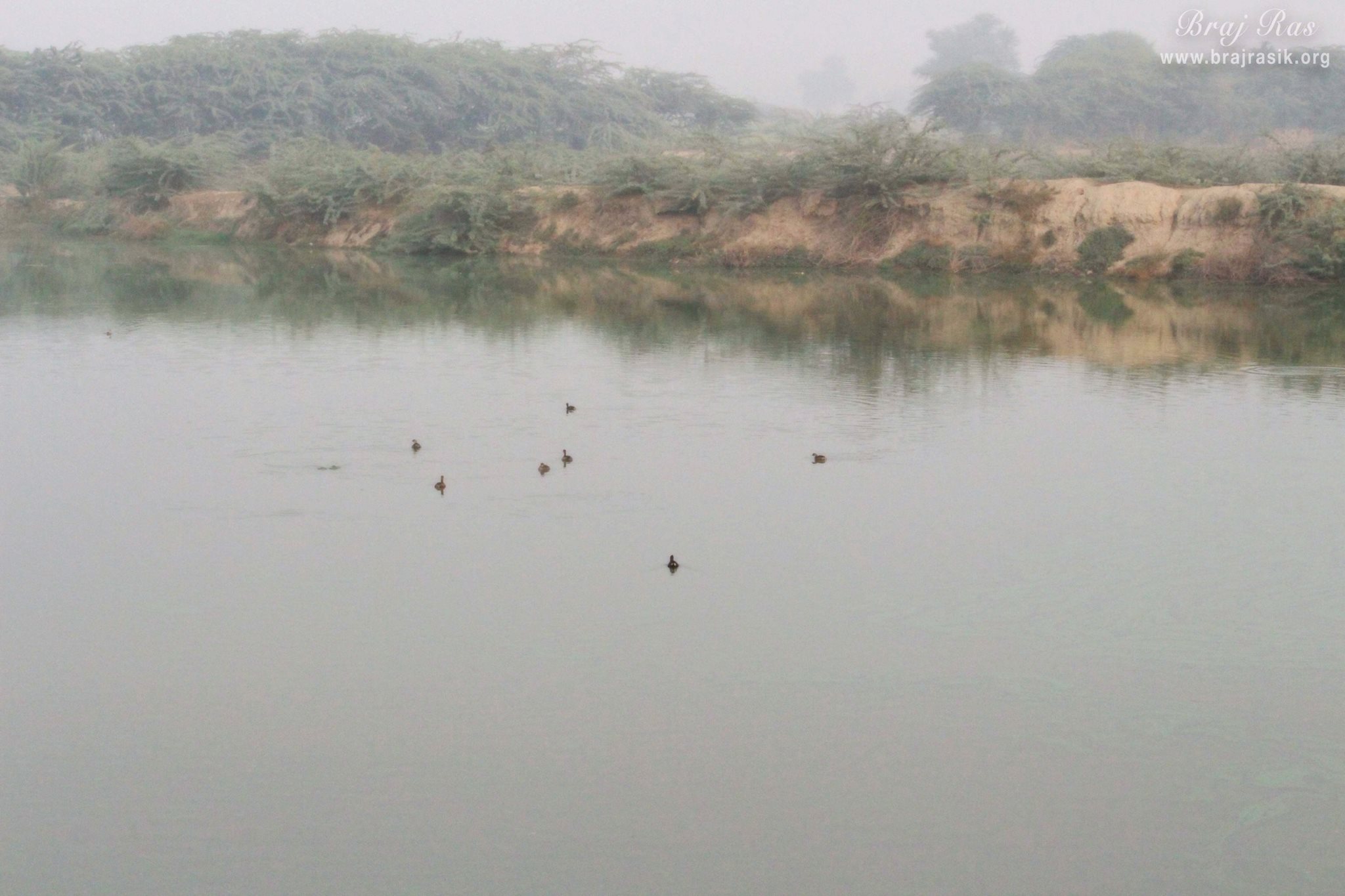 A view of ducks swimming in Deha Kunda, Braj
