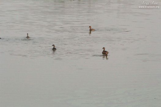 A close view of ducks swimming in Deha Kunda, Braj