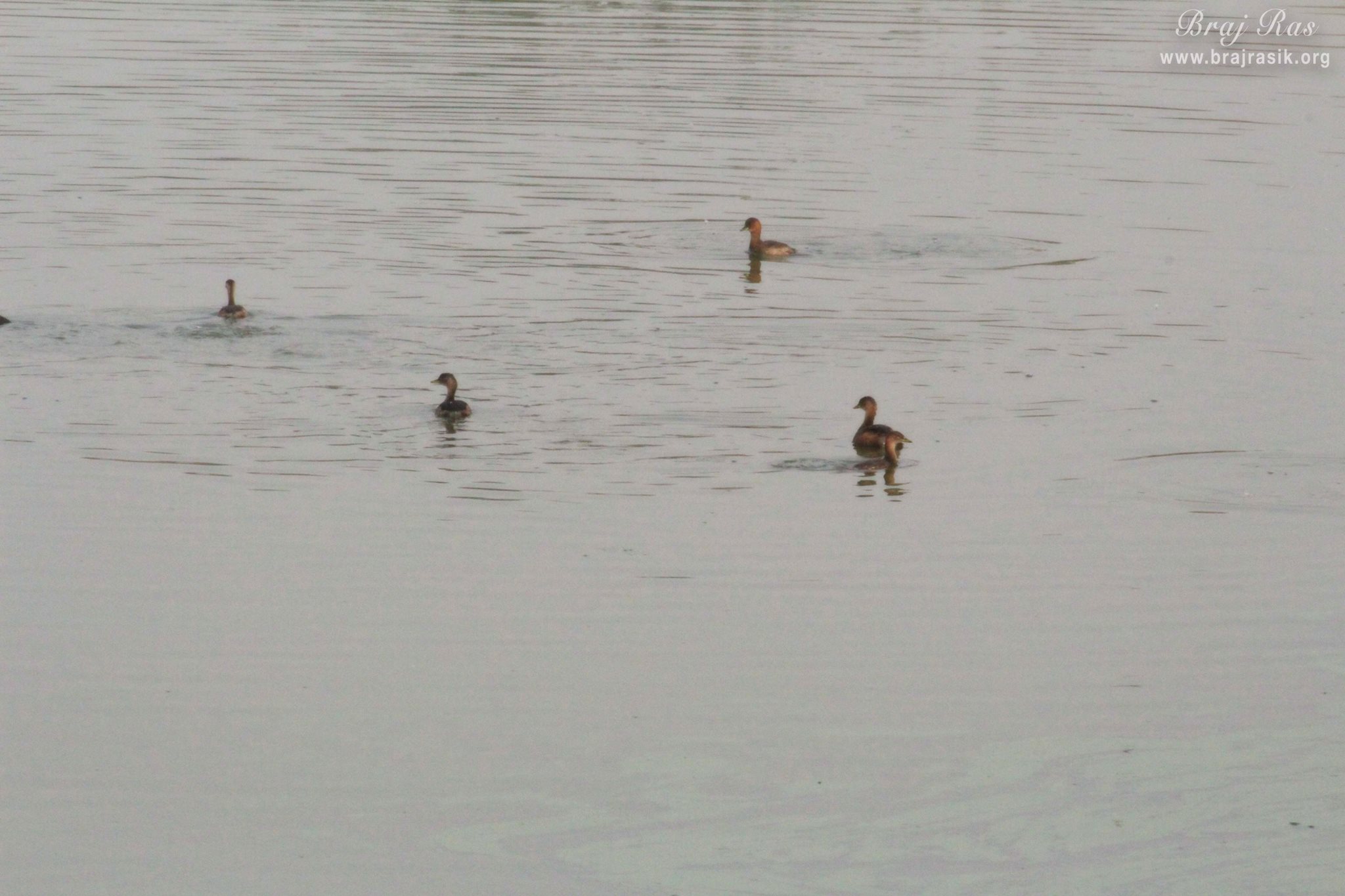 A close view of ducks swimming in Deha Kunda, Braj