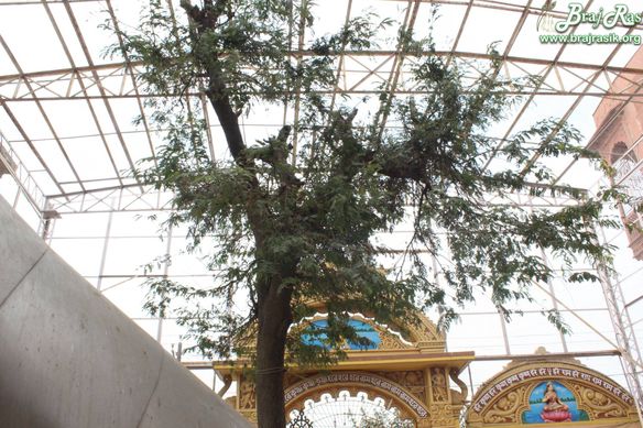 Darshan of the ancient Tamarind tree at Imlitala, Vrindavan