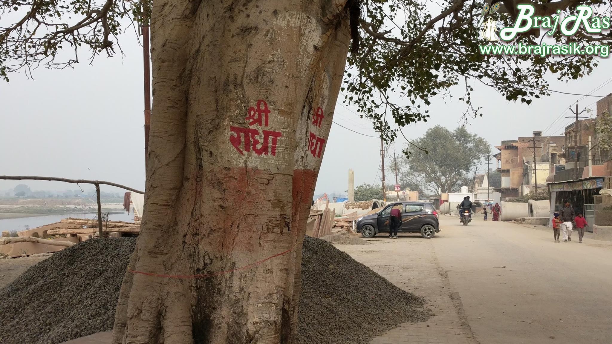 View of a tree on parikrama marg on which Shri Radha name is written at Imlitala, Vrindavan