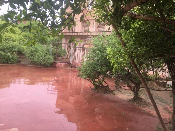 निधिवन, वृंदावन में बरसात के मौसम की झलक।