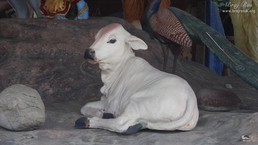 Beautiful Cow statue at Prem Mandir, Vrindavan