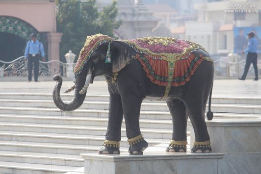 Beautiful Elephant statue at Prem Mandir, Vrindavan