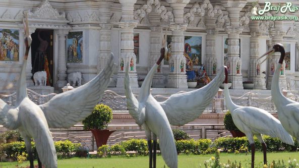 Beautiful Ducks statues at Prem Mandir, Vrindavan