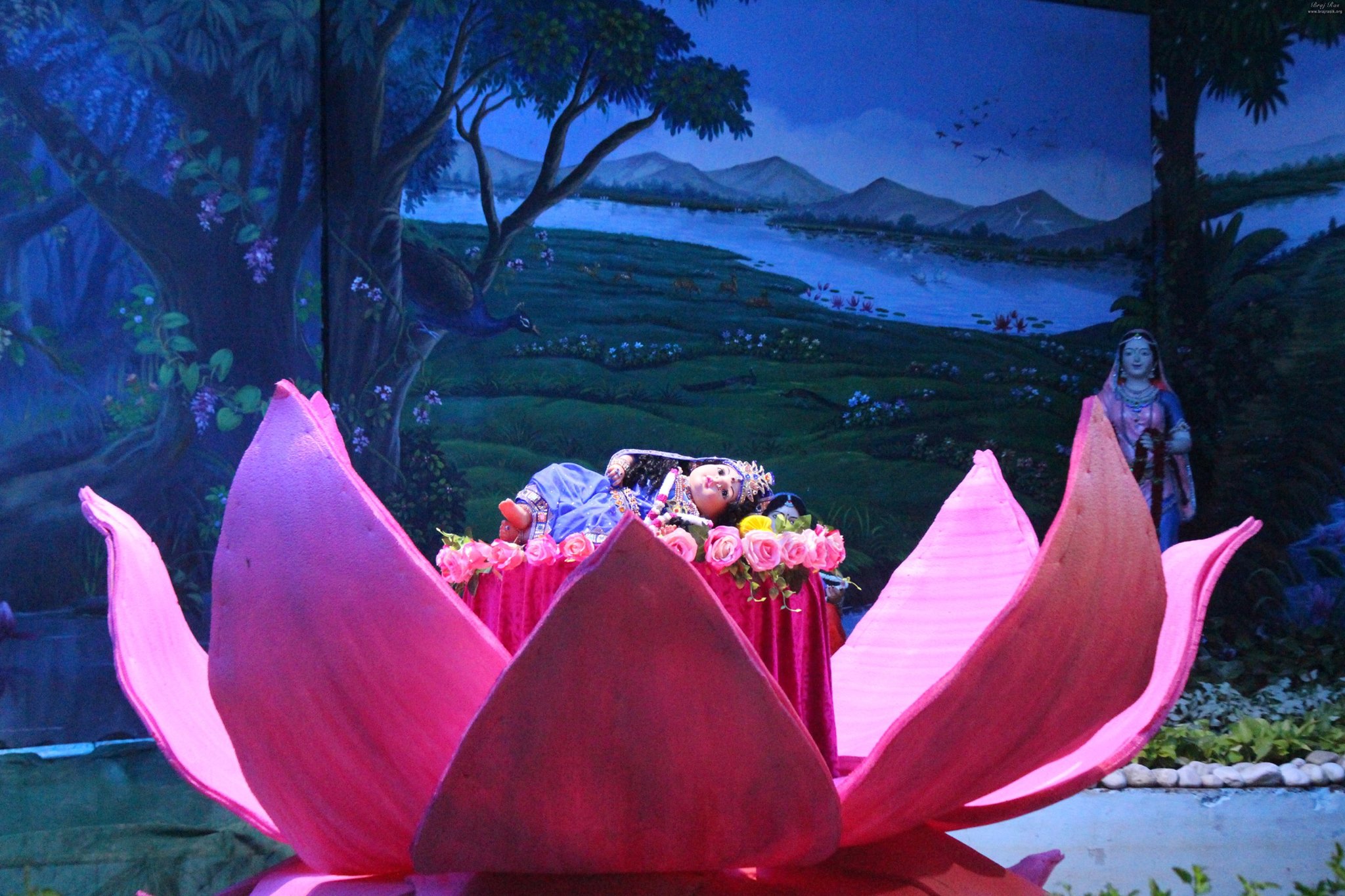 Shri radha prakatya leela of Radha Ashtami in the lotus flower at Prem Mandir, Vrindavan