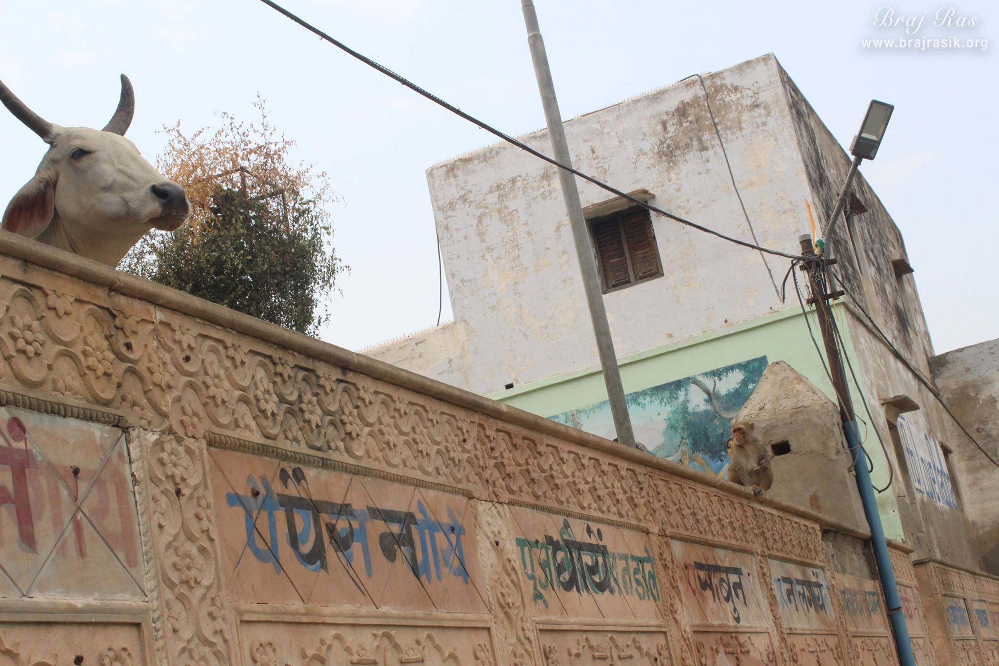 A cow having darshan of Shri Radha Kund.