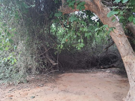 One can still see the thorny bushes where the hairs of Nagaji were entangled.
