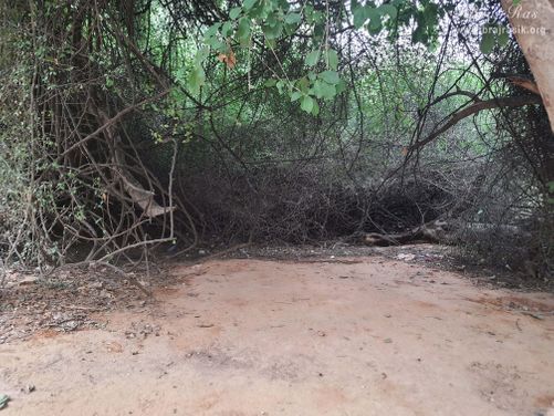 The thorny bushes where the hairs of Nagaji were entangled.