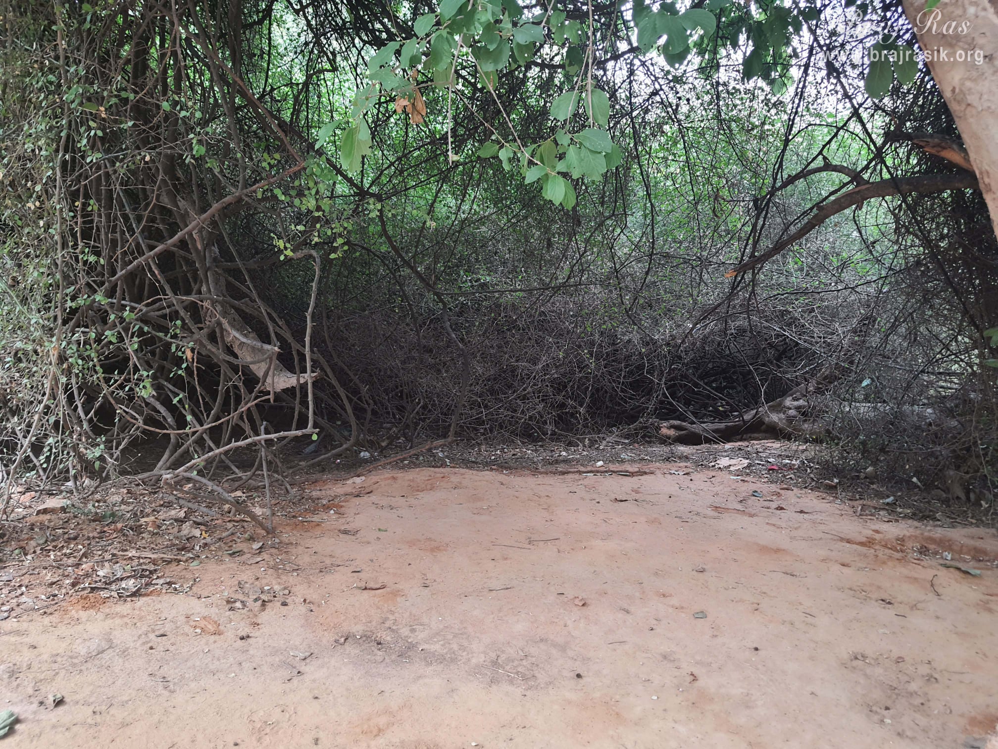 The thorny bushes where the hairs of Nagaji were entangled.