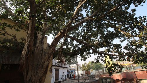 An old tree at Davanal Kund, Vrindavan.