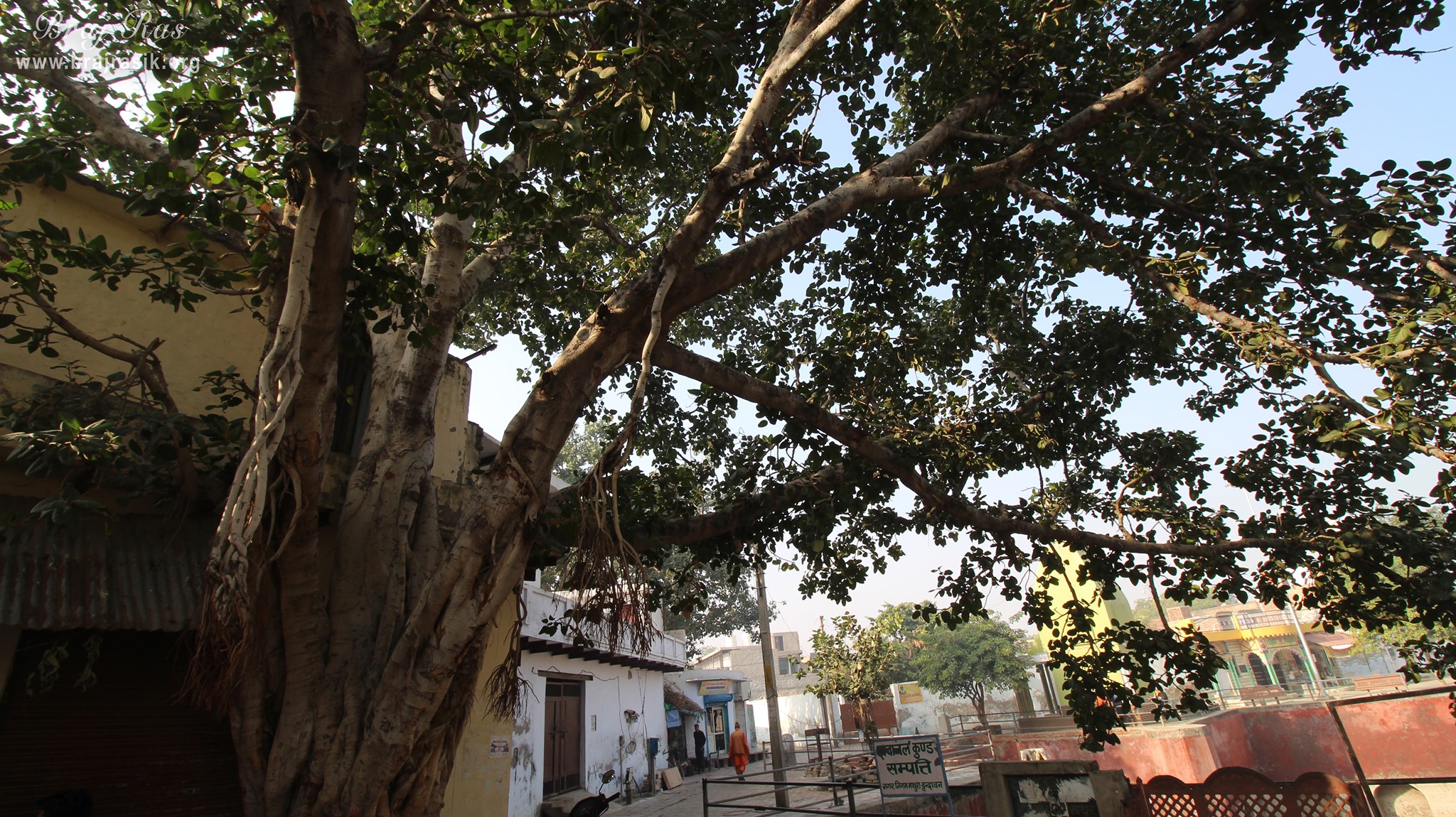 An old tree at Davanal Kund, Vrindavan.