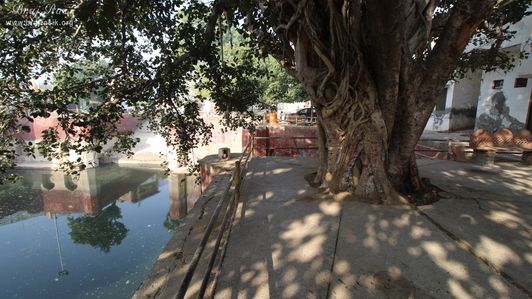 A beautiful ancient tree at Davanal Kund, Vrindavan.