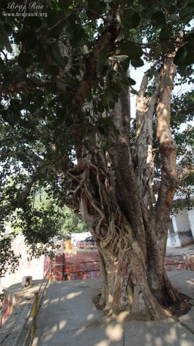 A nice beautiful ancient tree at Davanal Kund, Vrindavan.