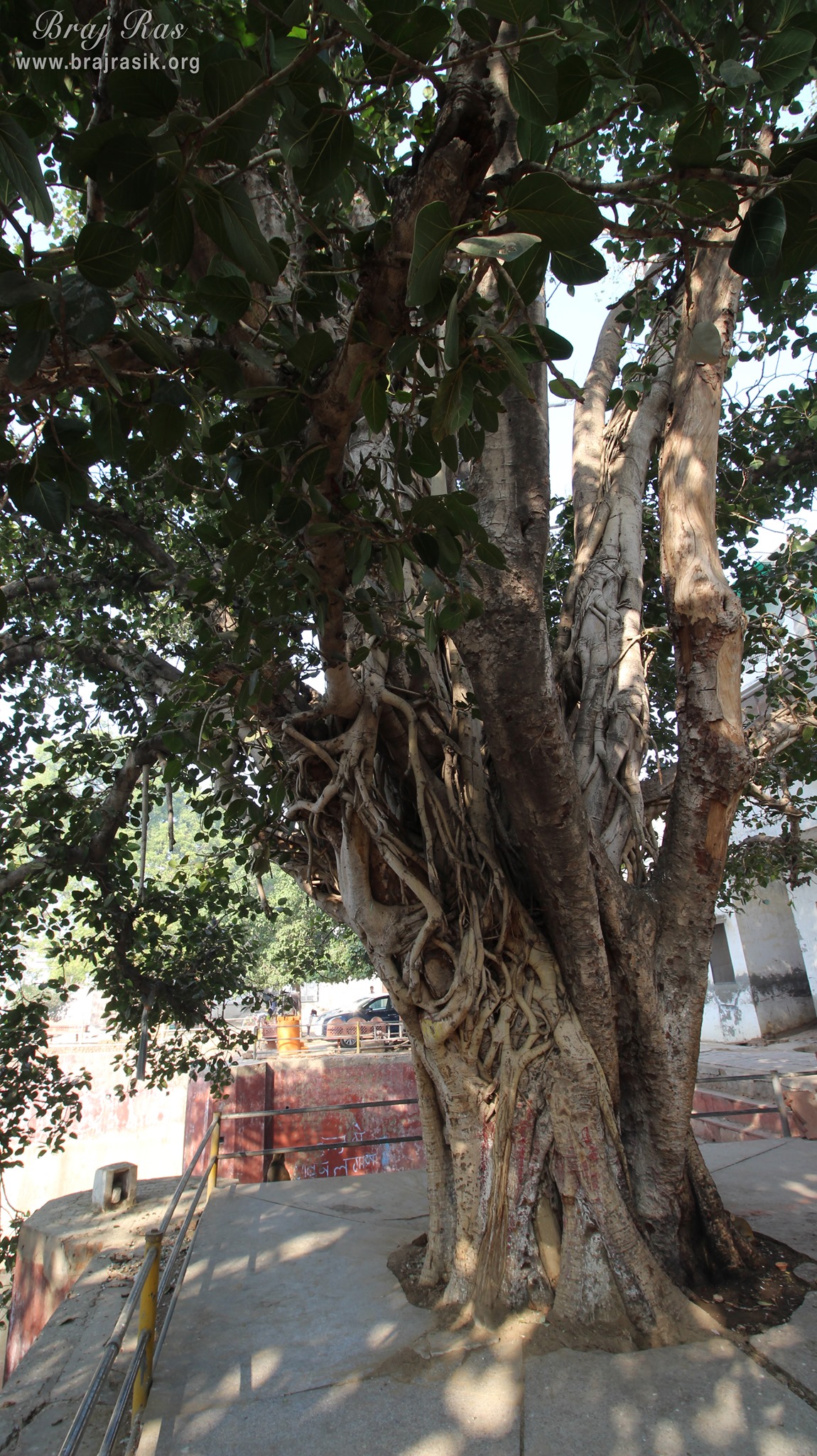 A nice beautiful ancient tree at Davanal Kund, Vrindavan.