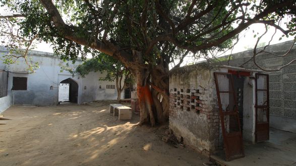 View of an ancient tree at Shri Davanal Bihari Temple near Davanal Kund, Vrindavan.