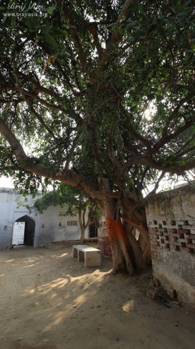 A nice view of an ancient tree at Shri Davanal Bihari Temple near Davanal Kund, Vrindavan.