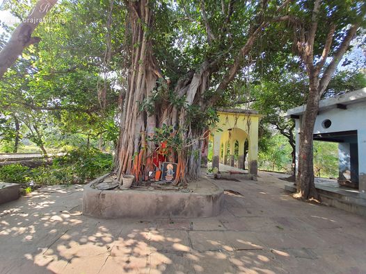 A beautiful view of an ancient banyan tree at Shri Radha Bagh, Barsana