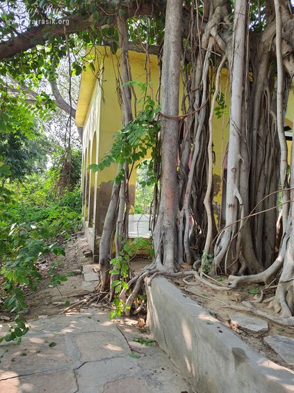 A view of branches of the ancient banyan tree at Shri Radha Bag, Barsana