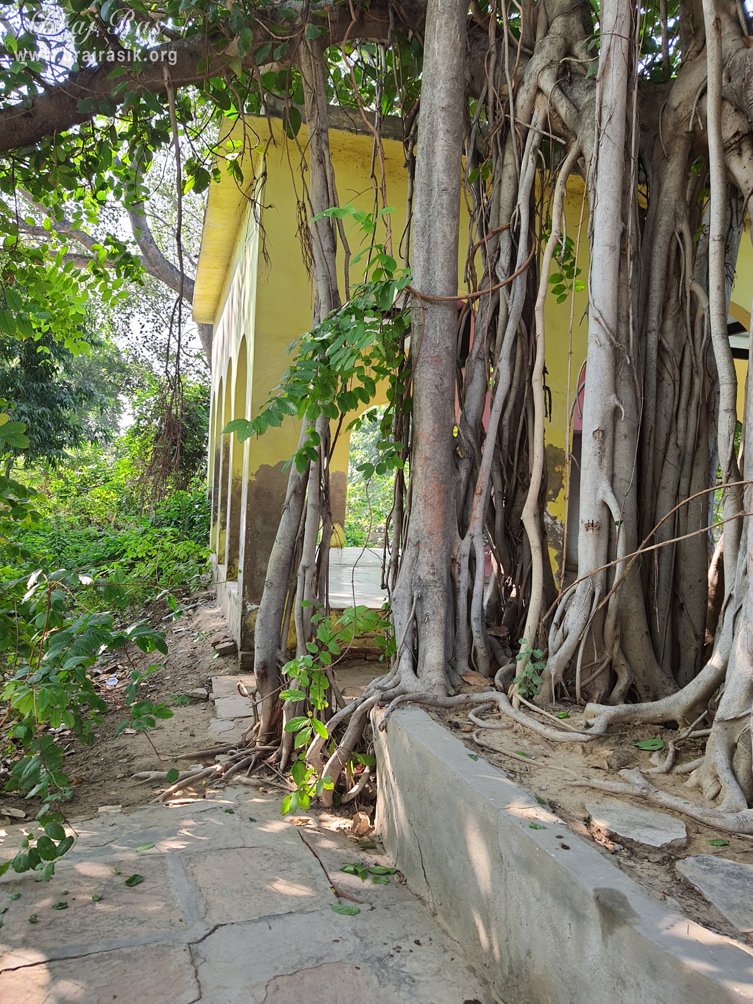 A view of branches of the ancient banyan tree at Shri Radha Bag, Barsana