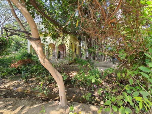 View of greenery inside Shri Radha Bag, Barsana