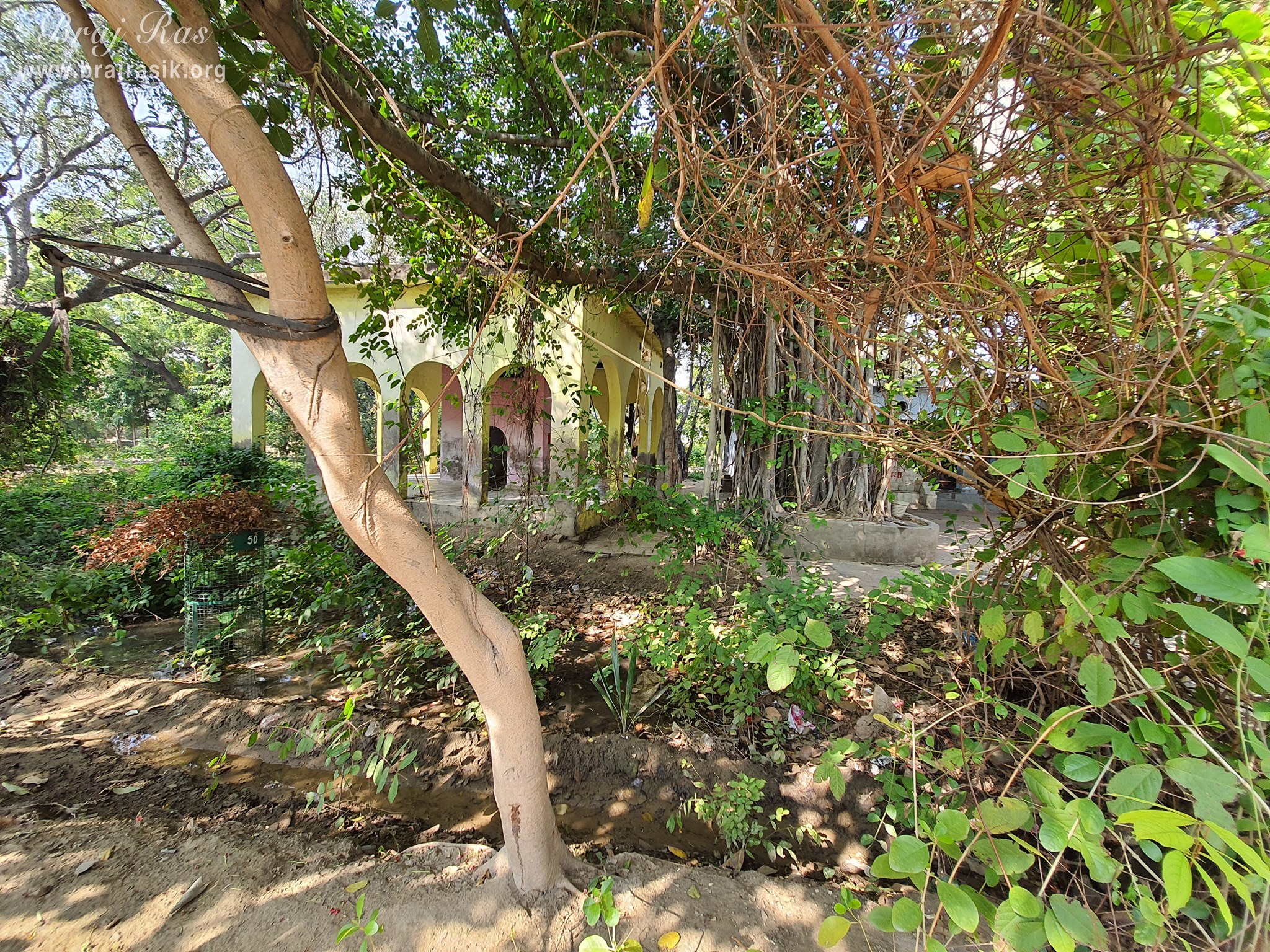 View of greenery inside Shri Radha Bag, Barsana