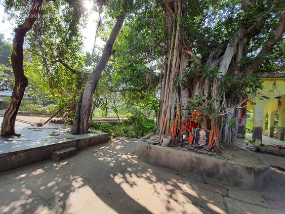 Close view of the ancient banyan tree at Shri Radha Bag, Barsana