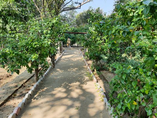 A beautiful path inside the garden at Shri Radha Bag, Barsana